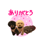笑顔になれるわんこ達♪ 「毎日使える編」（個別スタンプ：24）