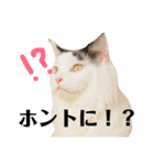 アクティブ・にゃんこ1（個別スタンプ：1）
