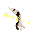 アクティブ・にゃんこ1（個別スタンプ：2）