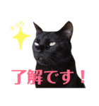 アクティブ・にゃんこ1（個別スタンプ：3）