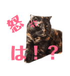 アクティブ・にゃんこ1（個別スタンプ：5）