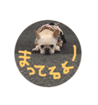フレンチブルドッグのPOCO（個別スタンプ：13）
