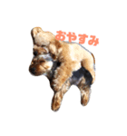 好きわん！（個別スタンプ：1）