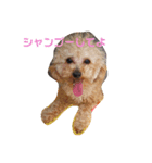 好きわん！（個別スタンプ：3）
