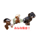 好きわん！（個別スタンプ：4）