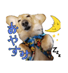 愛犬マロン君のスタンプ（個別スタンプ：2）