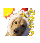 愛犬マロン君のスタンプ（個別スタンプ：3）