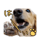 愛犬マロン君のスタンプ（個別スタンプ：4）