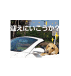 愛犬マロン君のスタンプ（個別スタンプ：5）
