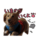 愛犬マロン君のスタンプ（個別スタンプ：6）