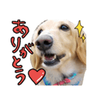 愛犬マロン君のスタンプ（個別スタンプ：7）