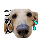 愛犬マロン君のスタンプ（個別スタンプ：8）