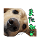 愛犬マロン君のスタンプ（個別スタンプ：9）