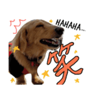 愛犬マロン君のスタンプ（個別スタンプ：11）