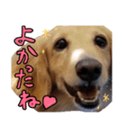 愛犬マロン君のスタンプ（個別スタンプ：13）