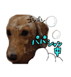 愛犬マロン君のスタンプ（個別スタンプ：14）