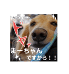 愛犬マロン君のスタンプ（個別スタンプ：16）