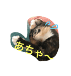 ぎるみとら（個別スタンプ：1）