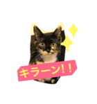 ぎるみとら（個別スタンプ：6）