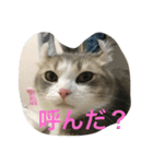 どらとなつつのスタンプ（個別スタンプ：1）