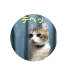 どらとなつつのスタンプ（個別スタンプ：4）