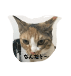 どらとなつつのスタンプ（個別スタンプ：5）