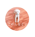 脱力トイプードル  ちゃま スタンプ（個別スタンプ：16）