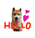柴犬タロー2 ちょっと北海道弁（個別スタンプ：1）