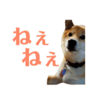 柴犬タロー2 ちょっと北海道弁（個別スタンプ：2）