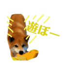 柴犬タロー2 ちょっと北海道弁（個別スタンプ：3）