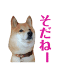 柴犬タロー2 ちょっと北海道弁（個別スタンプ：4）