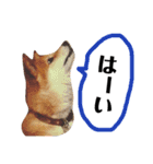 柴犬タロー2 ちょっと北海道弁（個別スタンプ：5）