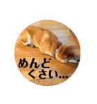 柴犬タロー2 ちょっと北海道弁（個別スタンプ：8）