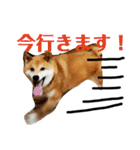 柴犬タロー2 ちょっと北海道弁（個別スタンプ：9）