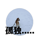 柴犬タロー2 ちょっと北海道弁（個別スタンプ：12）