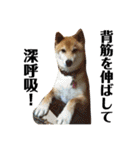 柴犬タロー2 ちょっと北海道弁（個別スタンプ：13）