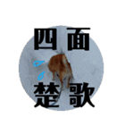 柴犬タロー2 ちょっと北海道弁（個別スタンプ：15）