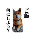 柴犬タロー2 ちょっと北海道弁（個別スタンプ：16）