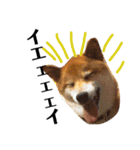 柴犬タロー2 ちょっと北海道弁（個別スタンプ：17）