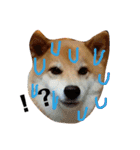 柴犬タロー2 ちょっと北海道弁（個別スタンプ：20）