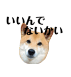 柴犬タロー2 ちょっと北海道弁（個別スタンプ：21）