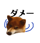 柴犬タロー2 ちょっと北海道弁（個別スタンプ：22）