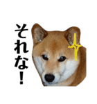 柴犬タロー2 ちょっと北海道弁（個別スタンプ：23）