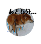 柴犬タロー2 ちょっと北海道弁（個別スタンプ：24）
