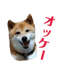 柴犬タロー2 ちょっと北海道弁（個別スタンプ：25）