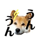 柴犬タロー2 ちょっと北海道弁（個別スタンプ：27）