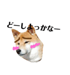 柴犬タロー2 ちょっと北海道弁（個別スタンプ：28）