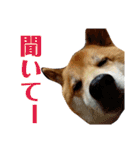 柴犬タロー2 ちょっと北海道弁（個別スタンプ：29）
