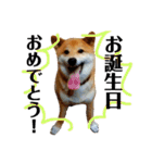 柴犬タロー2 ちょっと北海道弁（個別スタンプ：33）