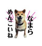 柴犬タロー2 ちょっと北海道弁（個別スタンプ：34）